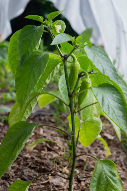 crescendo as pimentas de sino, pimentas unripe no jardim - pepper bell pepper growth ripe - fotografias e filmes do acervo