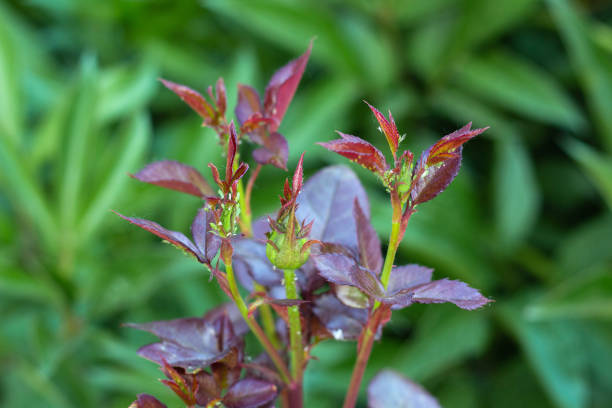 green aphids sitting on the buds of roses