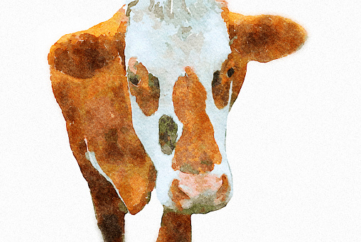 This is my Photographic Image of a Cow in a Watercolour Effect. Because sometimes you might want a more illustrative image for an organic look.