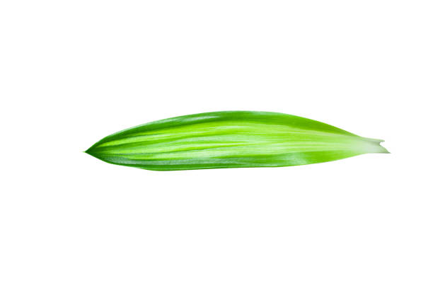 istock Green leaves isolated on a white background. 1153298732