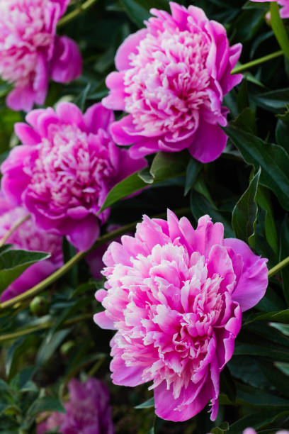 istock Pink beautiful peonies blooming, spring background 1153299282