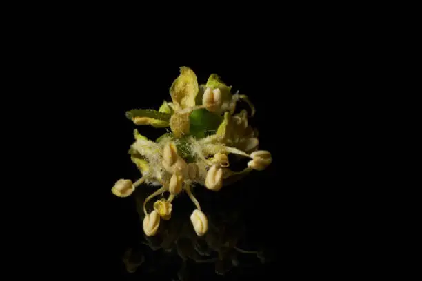 Macro photography of small tree flowers