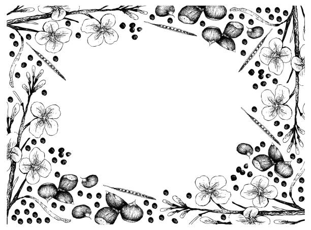 istock Hand Drawn Frame of Japanese Chestnuts and Canola Seeds 1153300937