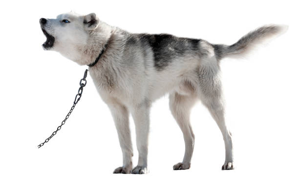 istock Close up Husky breed photo on white background 1153301749
