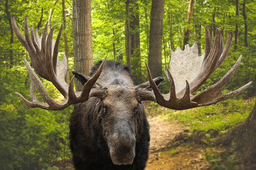 A single Bull moose standing in the forest, with Antlers, Alaska