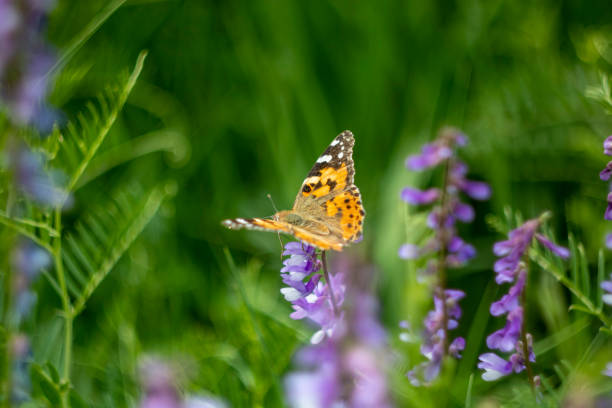 istock Yellow Butterfly on Spring Flower. Beauty Macro 1153303240