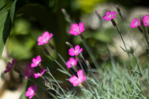 istock Bokeh Flower Background. Spring Garden. Colorful 1153303274