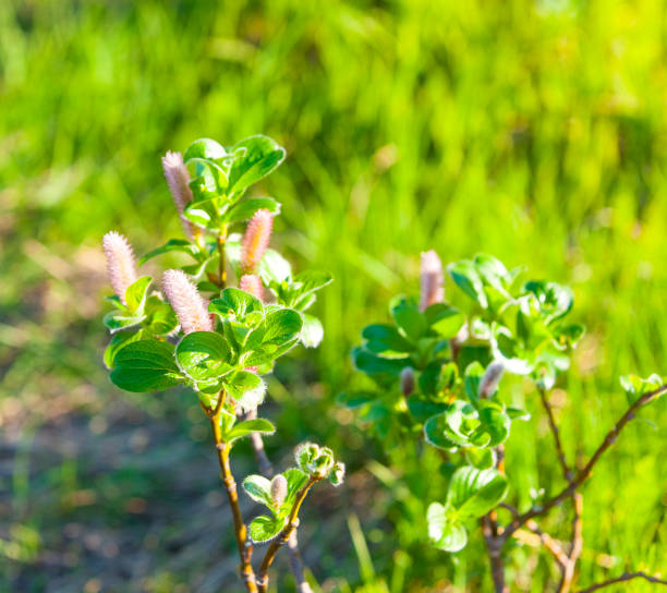 istock Salix arctica (arctic willow). The Kamchatka Peninsula,  Russia 1153304154