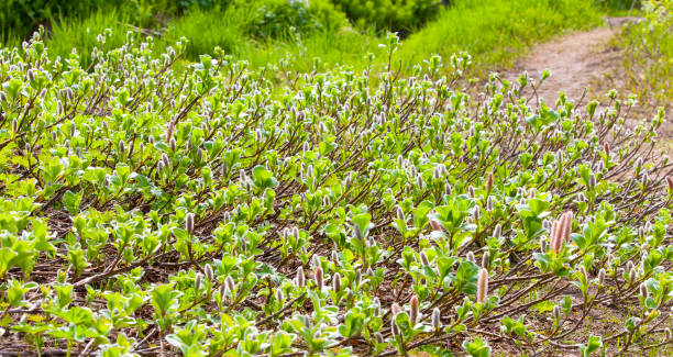 Salix arctica (arctic willow). The Kamchatka Peninsula