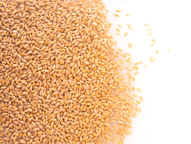 istock The wheat grains isolated on white background, top view 1153306602