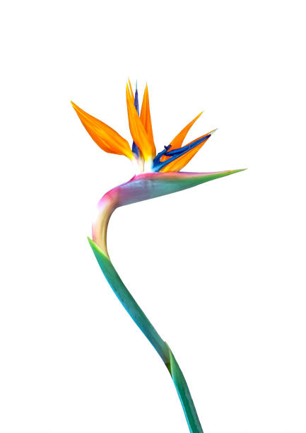 brilliant colored curved long stem cut out bird of paradise