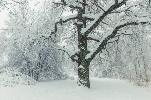 istock A large branchy tree in the park in winter covered with snow 1153306790