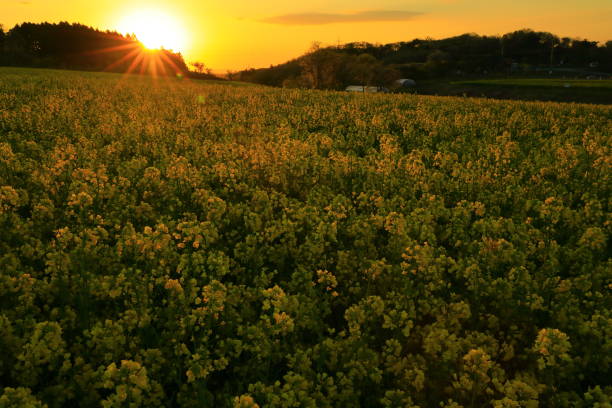 istock Miyagi Prefecture Blue sky and rape field 1153306963