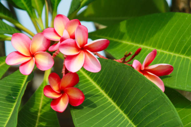 istock Plumeria Flower (Frangipani, Temple tree) 1153308230