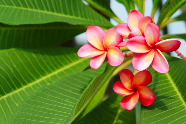 istock Plumeria Flower (Frangipani, Temple tree) 1153308283