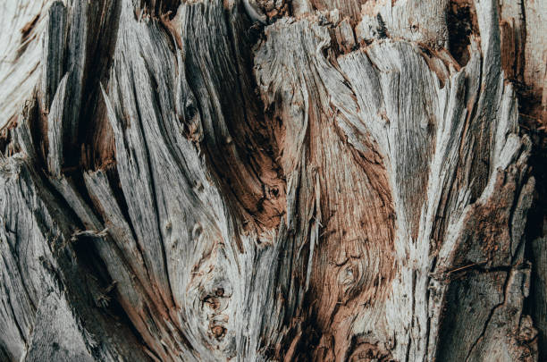 istock Texture of an old, fallen tree.Wood background. 1153310455