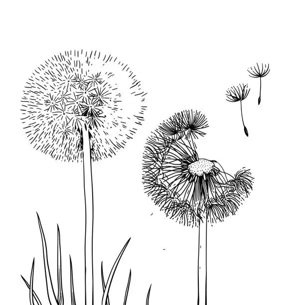 Vector illustration of two dandelions