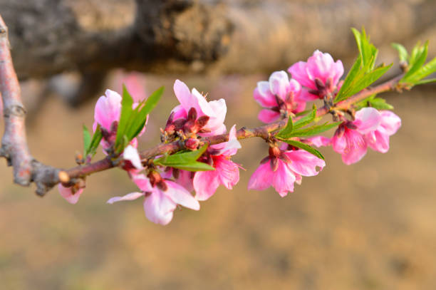 istock In full bloom in the peach blossom 1153312928