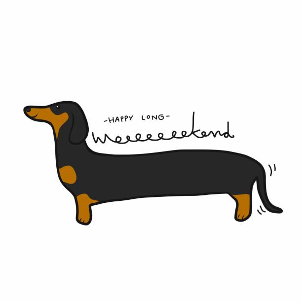 ilustraciones, imágenes clip art, dibujos animados e iconos de stock de tener un fin de semana largo dachshund dibujos animados ilustración vectorial estilo doodle - dachshund