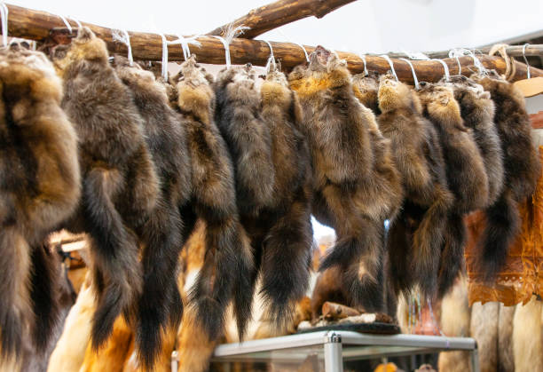 istock sable fur skins at the fur exhibition 1153317212
