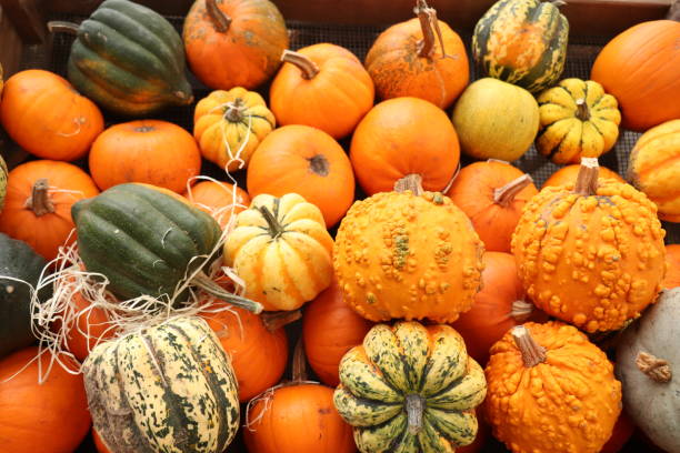 istock Autumn Decoration pumpkins 1153318277
