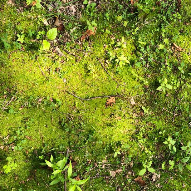 istock Beautiful Mossy Green Ground 1153319816