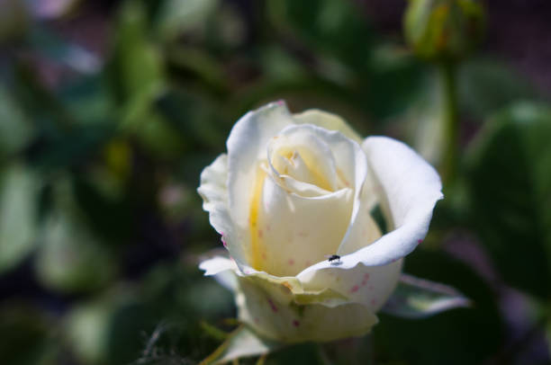 istock White Rose flower. Nature. close up, selective focus 1153324496