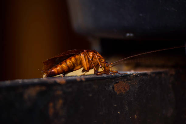istock Dying cockroach crawling around the fence 1153327822