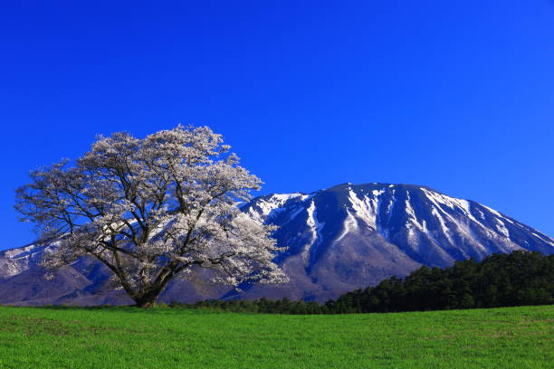 istock Iwate Prefecture Blue sky and cherry blossom 1153329159