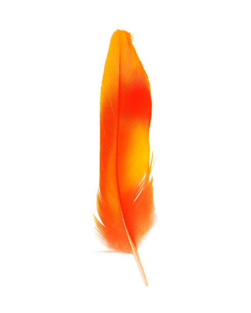 istock Beautiful orange-red isolated on white background 1153329193