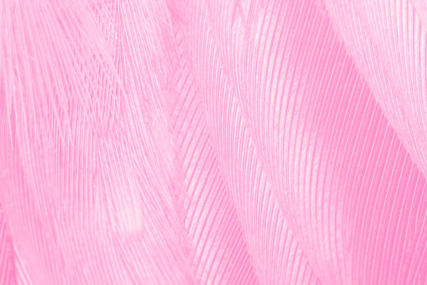 istock Soft pink vintage color trends feather texture background 1153329222