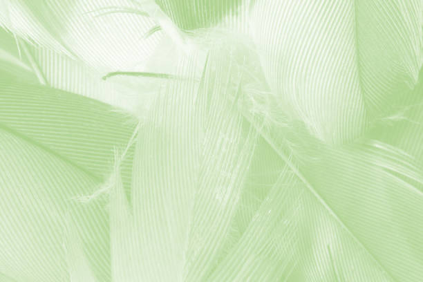 istock Beautiful green vintage color trends feather pattern texture background 1153329250