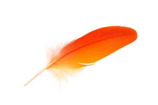 alaranjado-vermelho bonito isolado no fundo branco - feather white macro bird - fotografias e filmes do acervo