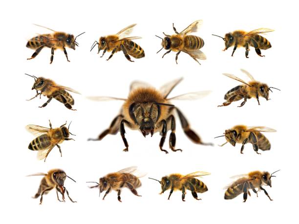 istock bee or honeybee isolated on the white background 1153332257