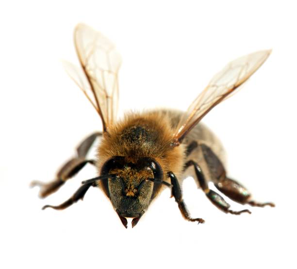 istock bee or honeybee or honey bee isolated on the white 1153332272
