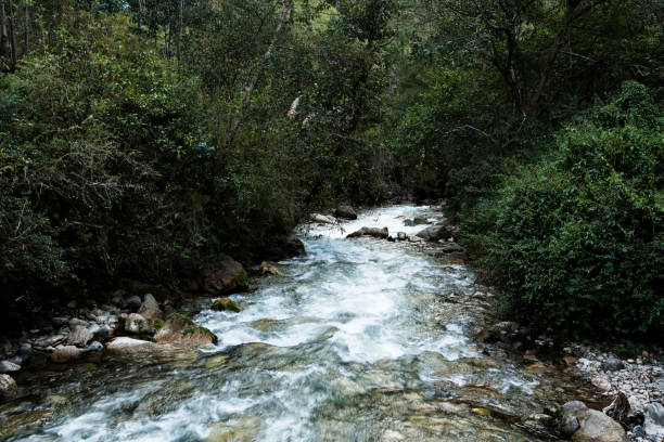 River Running Rapidly Over Rocks With Thick Cover Of Trees And Bushes Along Banks Peru South America