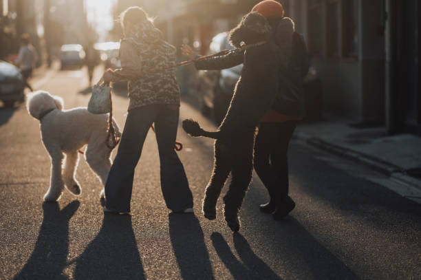 a poodle playing with its owner jumping on her at the street with backlit sunlight