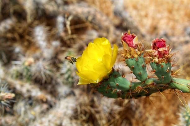 Native to Central Texas, a cactus botanically classified as Opuntia Engelmannii [George Engelmann, German botanist circa 1800] Variety Linguiformis has been widely cultivated, and can be witnessed here, in the town of Joshua Tree. Also known as Cows Tongue, these often pair with modern development in replacement of indigenous ecology. Perhaps, if we all work together, we can implement ways to live in respectful compromise with original inhabitants, instead of annihilating them.