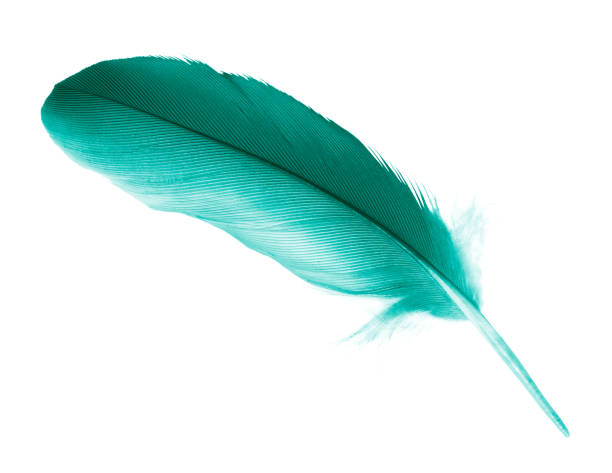 istock Beautiful feather color green turquoise isolated on white background 1153334057