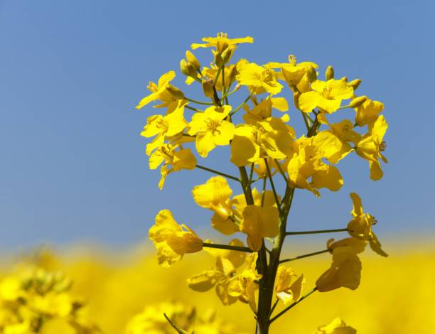 Rapeseed Canola Or Colza Field In Latin Brassica Napus Stock Photo