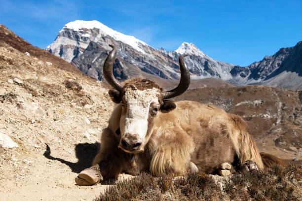 istock Yak on the way to Everest base camp - Nepal Himalayas 1153334902