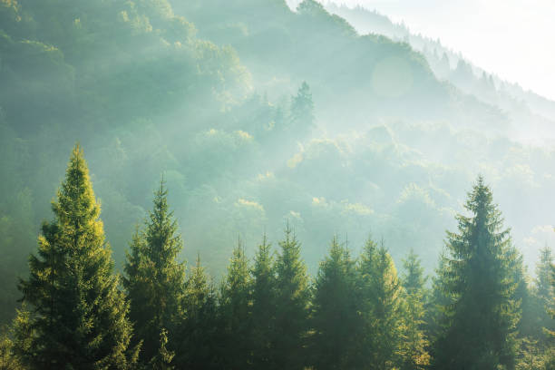 fichtentretkronen an einem nebligen morgen - treetop stock-fotos und bilder