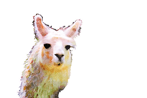 This is my Photographic Image of a Llama in a Watercolour Effect. Because sometimes you might want a more illustrative image for an organic look.