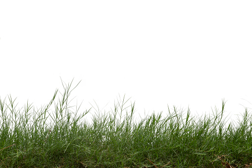 Grass isolated on white background. Clipping path.Grass isolated on white background. Clipping path.
