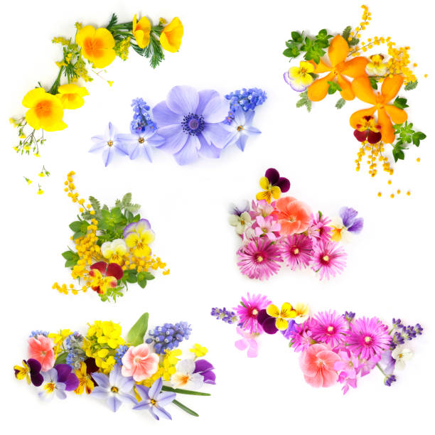 floral colorful background of early summer flowers floral colorful background of early summer flowers grape hyacinth photos stock pictures, royalty-free photos & images