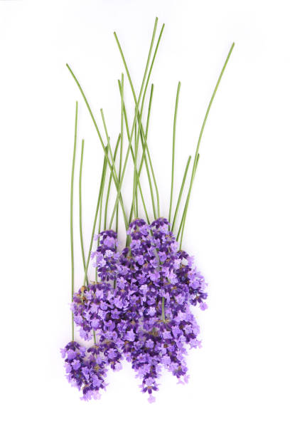 istock flowers of lavender on a white background 1153339039