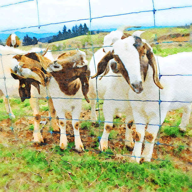 This is my Photographic Image of a Goat in a Watercolour Effect. Because sometimes you might want a more illustrative image.