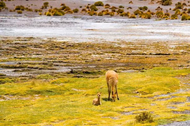 Photo of Female Vicuna and the baby grazing at the shore of Canapa Lake