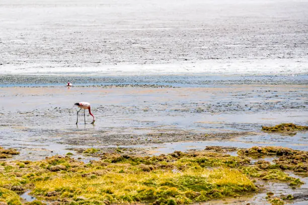 Photo of James Flamingo feeding at the Canapa Lake