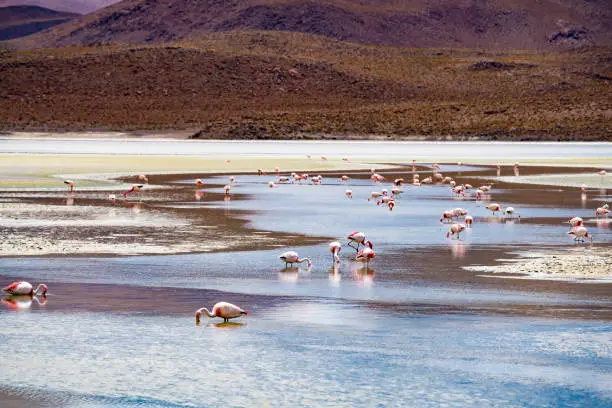 Photo of View flock of James Flamingo feeding in the Canapa Lake